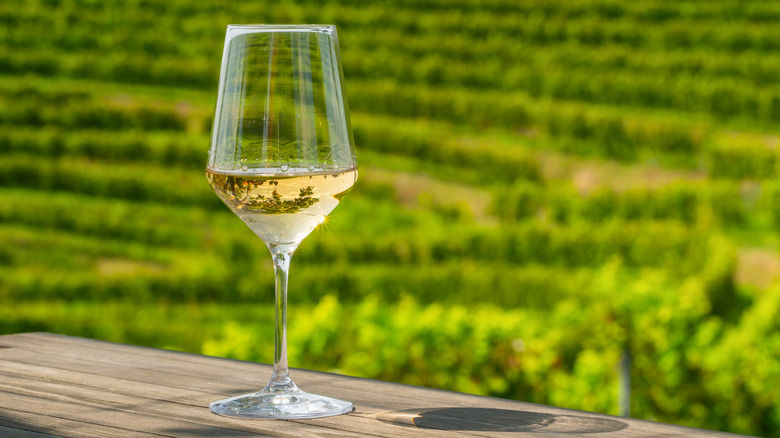 Glass of white wine against vineyard background