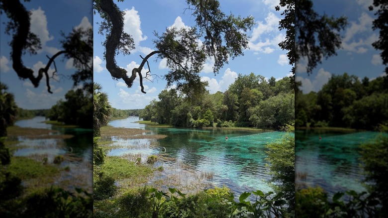 Swimming area at the Headsprings of Rainbow Springs State Park