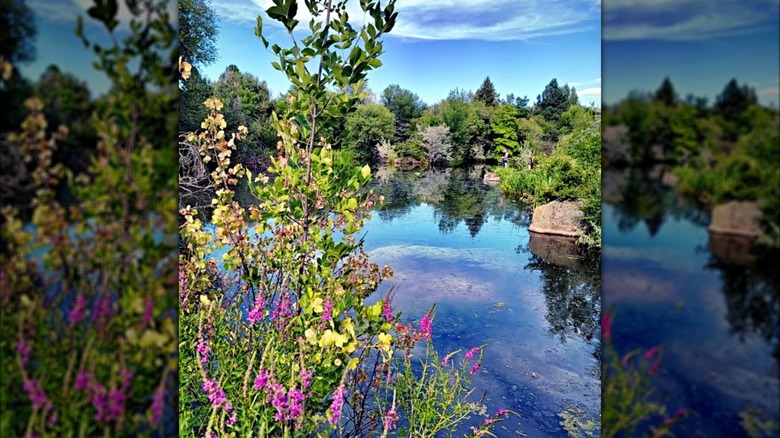 Pond view at Kathryn Albertson Park