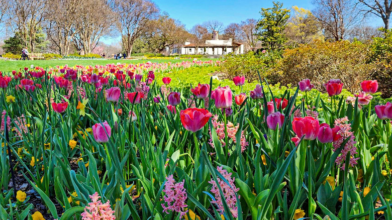 Tulips at Dallas Arboretum and Botanical Garden