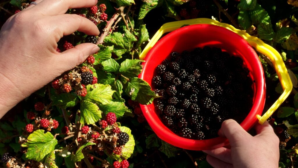 Todo lo que necesitas saber sobre la temporada de moras