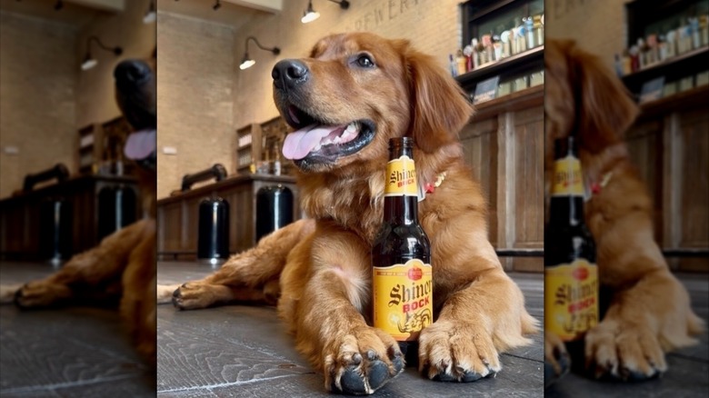 Brew cradling a bottle of Shiner Bock